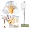 TRANSPARENT ADVANCED FEMALE URETHERAL CATHETERIZATION SIMULATOR